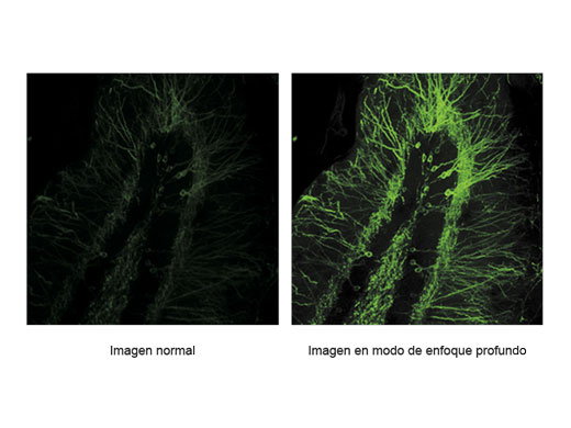 Modo de enfoque profundo