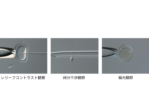 レリーフコントラスト観察/微分干渉観察/偏光観察