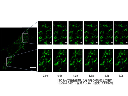 GFPでラベルしたミトコンドリアのビデオレート(30fps)での高速観察 個々の細かいミトコンドリアの動態観察ができている。(Scale bar: 全体:5um, 拡大: 500nm)