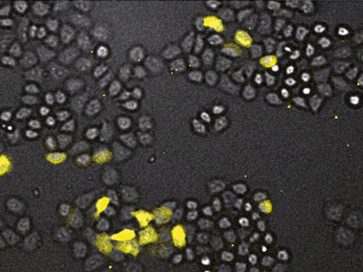 HeLa cells using GL3 luciferase
