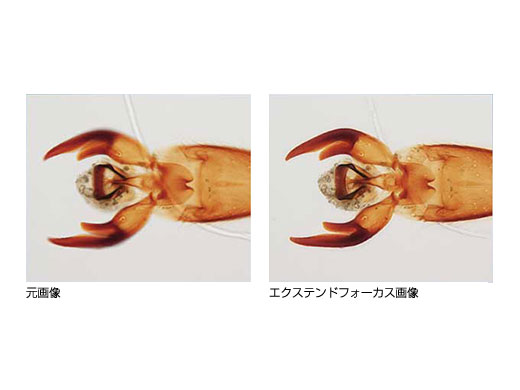 cellSens エクステンドフォーカス