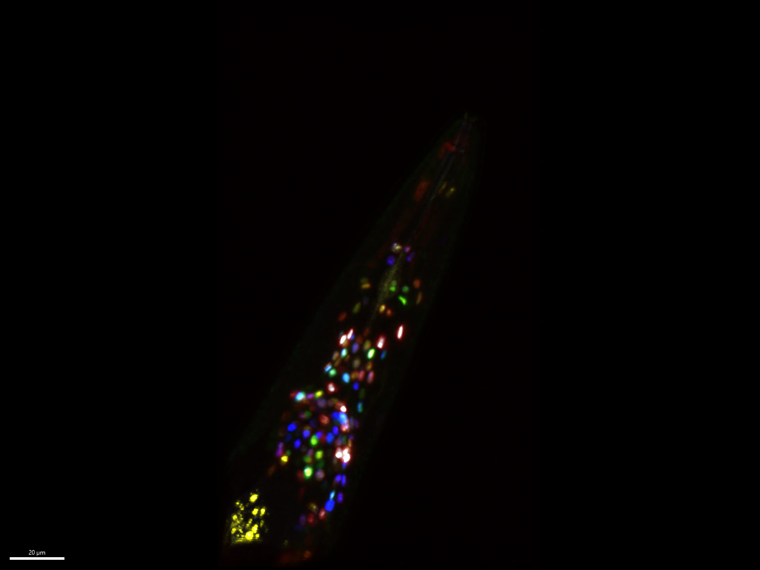NeuroPAL和GCaMP的杂交株系C. elegans的多色图像