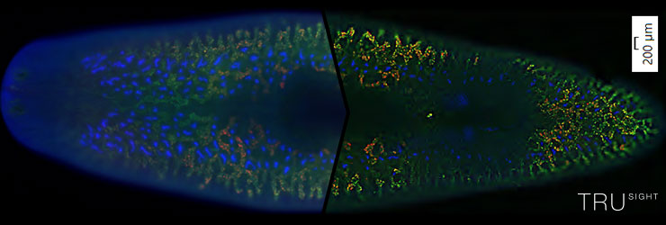 Online Fluorescence Deblurring