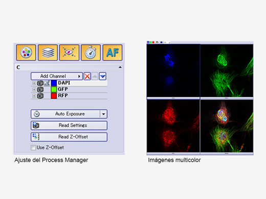 Administrador de procesos