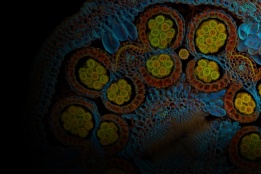 第六届年度最佳图像大赛