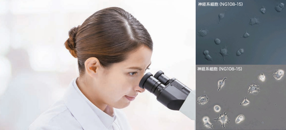 生物顕微鏡 基礎セミナー: 位相差観察・微分干渉観察について