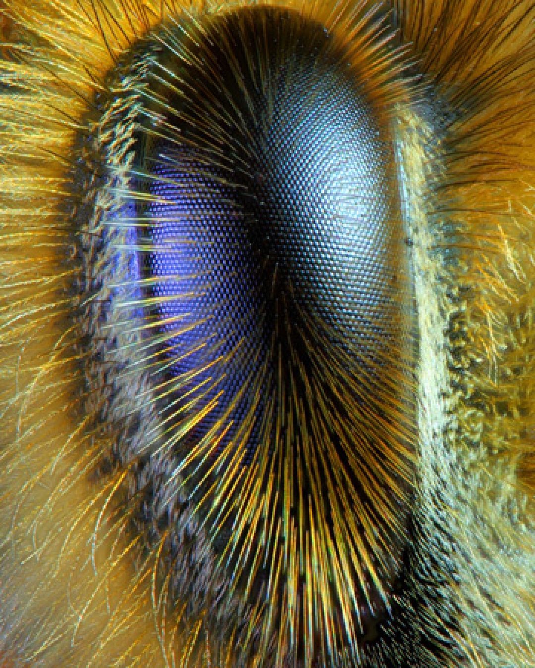 显微镜下的蜜蜂眼睛