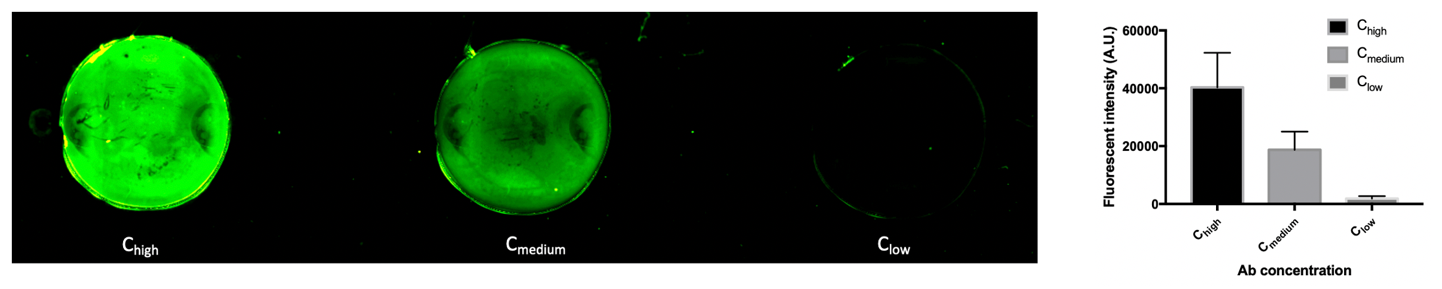 在IXplore活细胞成像系统上观察到的固定化的荧光标记抗体