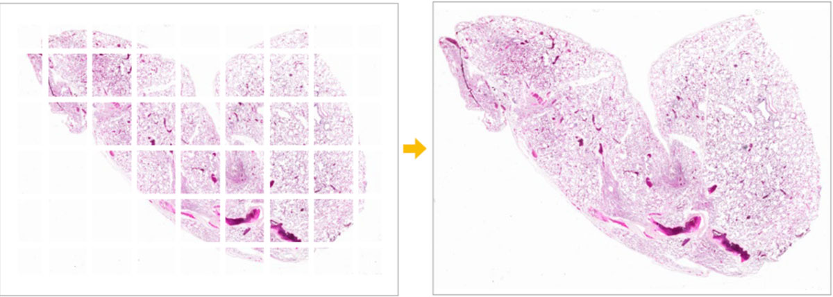 使用易用型显微镜采集的小鼠肺部图像