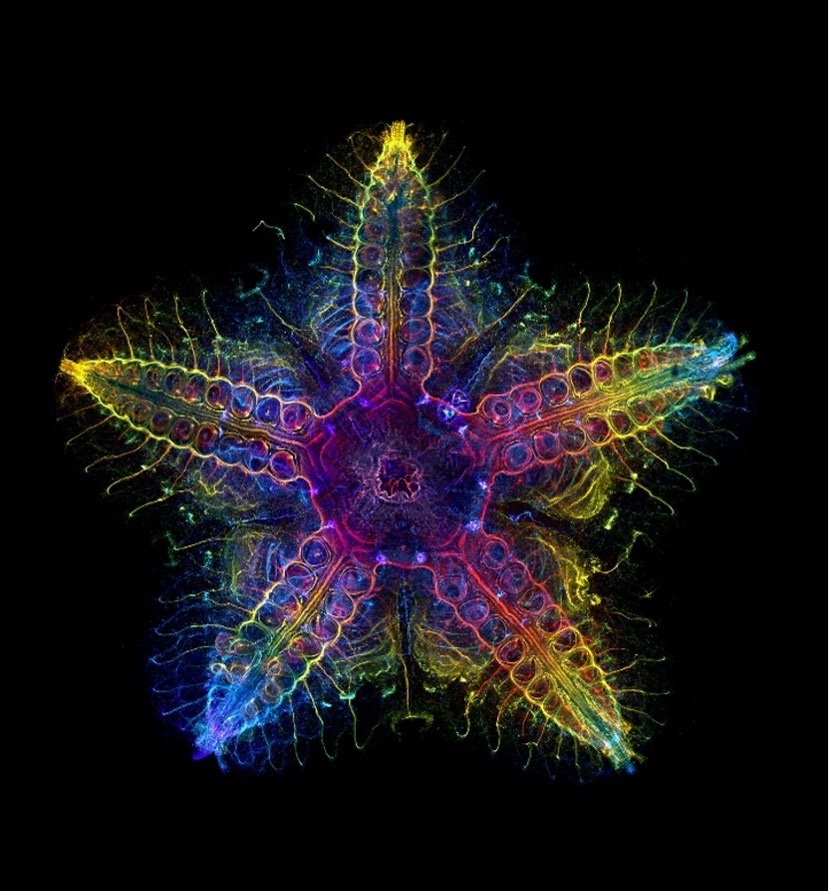Sea star under the microscope