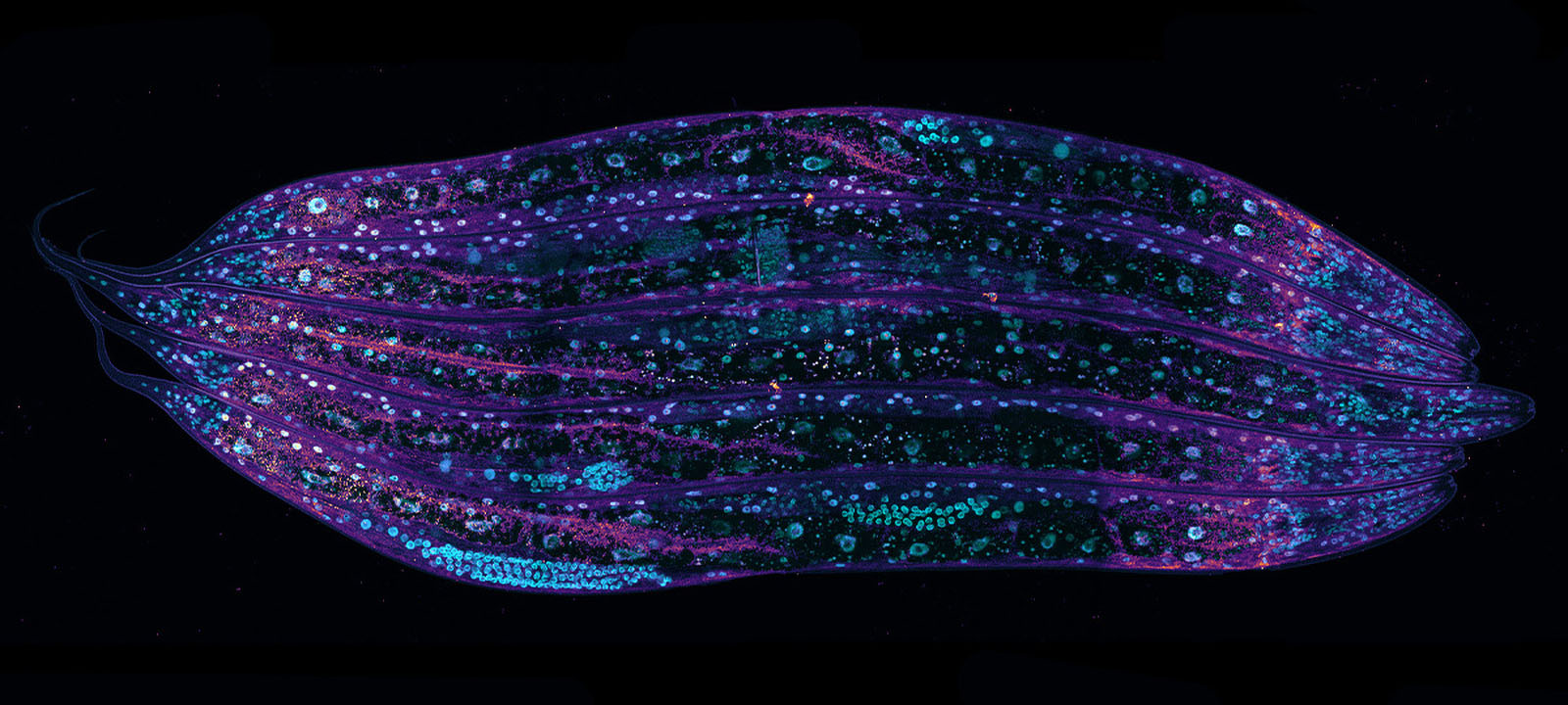 Caenorhabditis elegans, nuclear structures marked with EGFP (cyan LUT) and cytoplasmic structures marked with mRuby (purple LUT). 