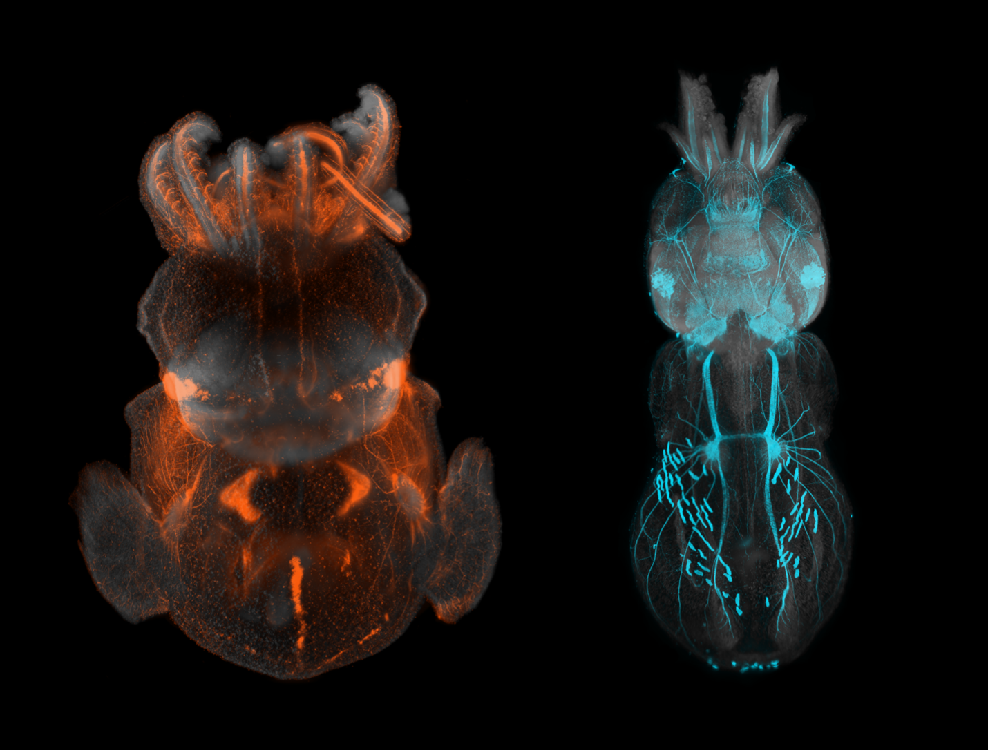 Squid creatures captured with Olympus 4x objective and custom light sheet. Captured by Marko Pende.