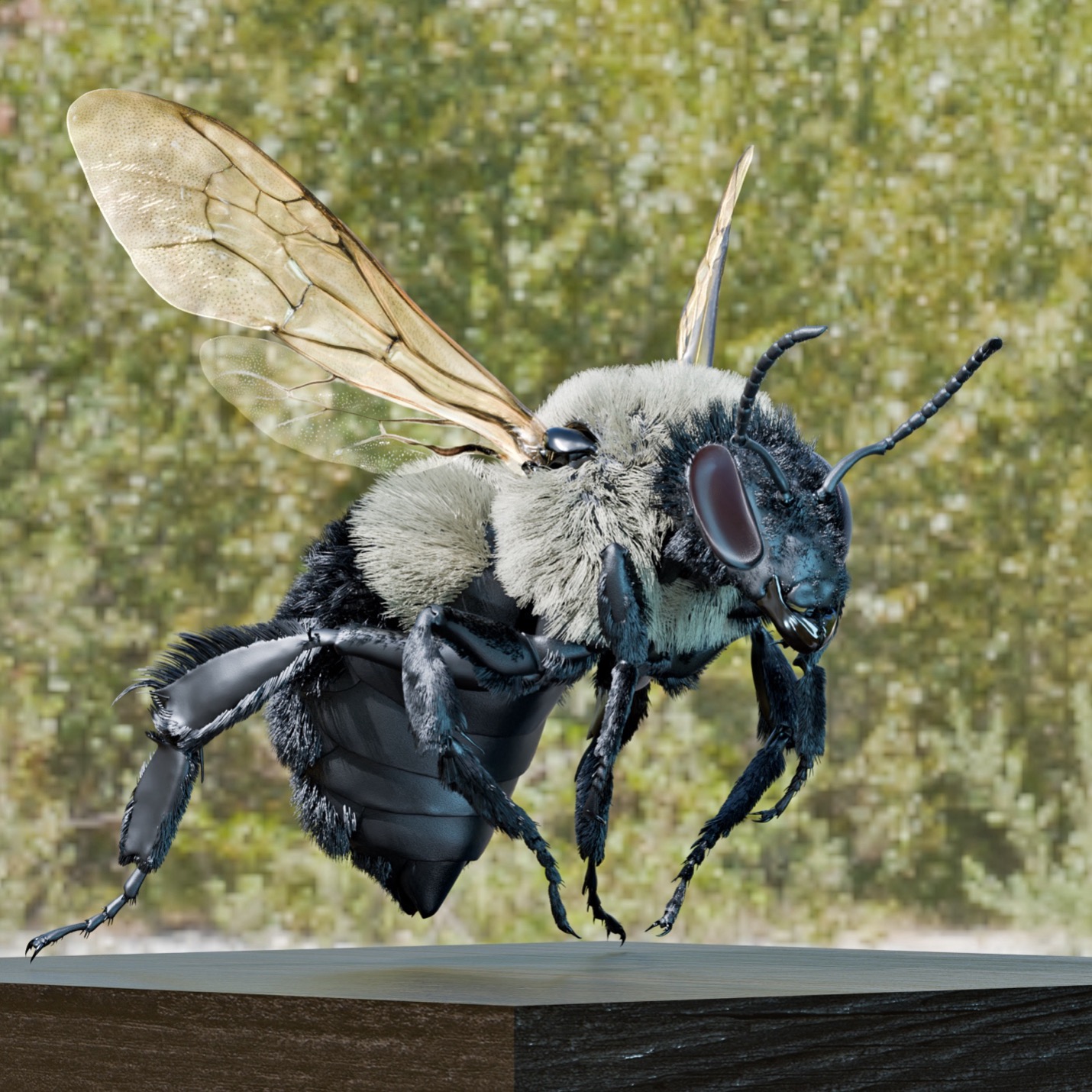 Photorealistic 3D model of common eastern bumblebee. Created by Igor Siwanowicz.