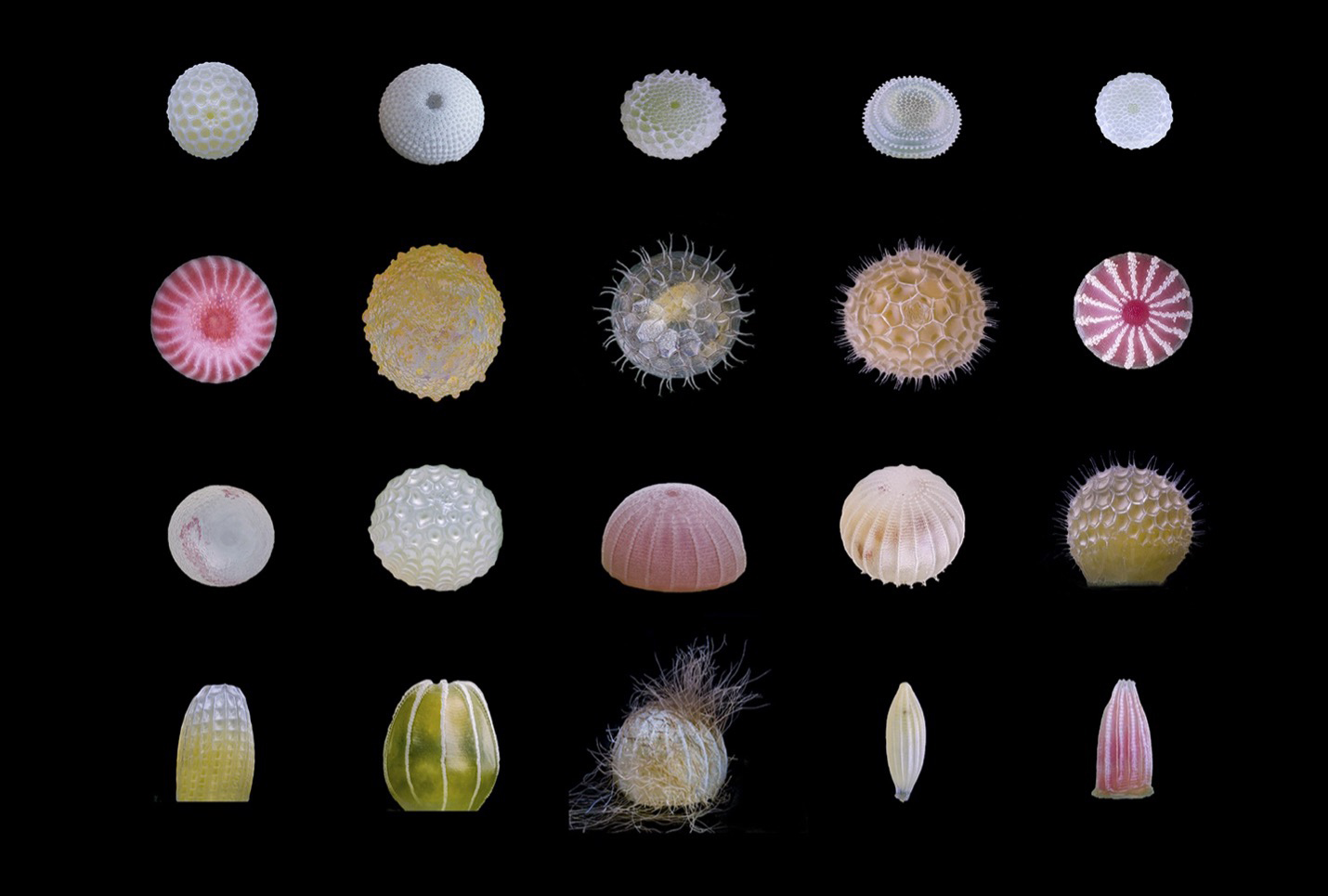 Various butterfly eggs. Captured by Zhigang Zheng