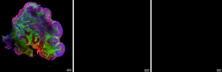 Multi-position imaging with an oil immersion lens (6×6 stitched image).
