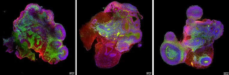Multi-position imaging with a silicone gel immersion objective (6×6 stitched image
