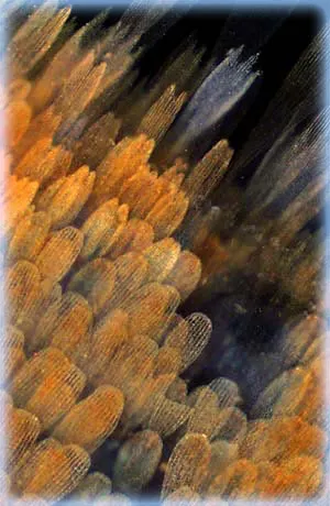 dark field illumination of silkworm larva spiracle and trachea