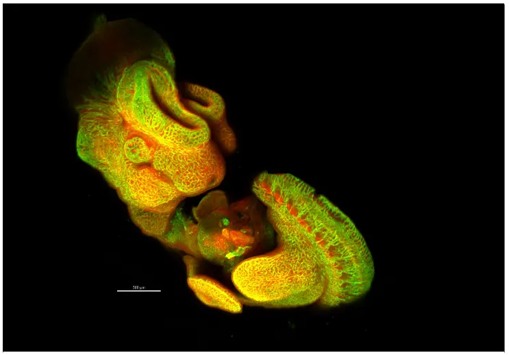 Whole mouse embryo captured on the FLUOVIEW FV5000 confocal laser scanning microscope. 