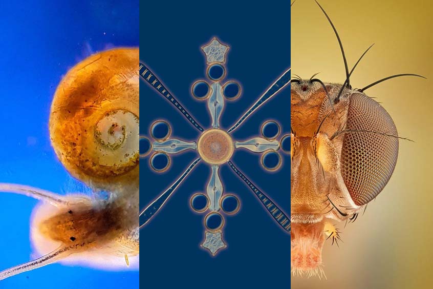 显微镜下的果蝇、蜗牛和硅藻