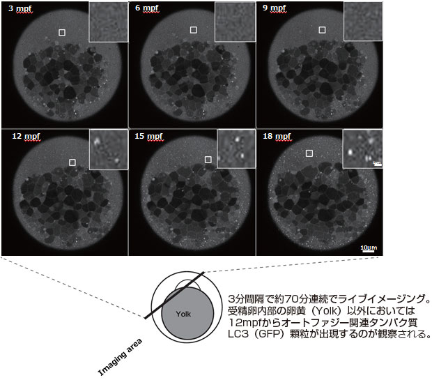 トランスジェニックゼブラフィッシュ受精卵深部におけるオートファジー関連タンパク質LC3のライブイメージング