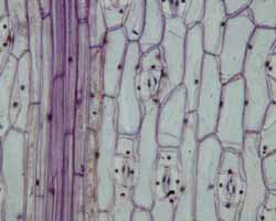 ムラサキツユクサ