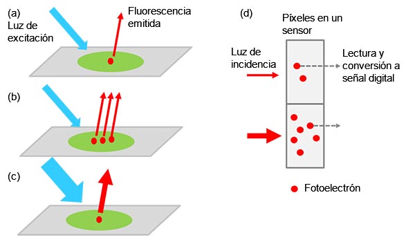 Figura 1: De la muestra a la señal digital: a) objetivo excitado con etiquetado que emite luz de fluorescencia. La intensidad de la luz aumenta cuando hay más objetivos en la muestra (b) o sea aplica una luz de excitación más fuerte (c). La intensidad de la señal es proporcional a la intensidad de la luz incidente (d).
