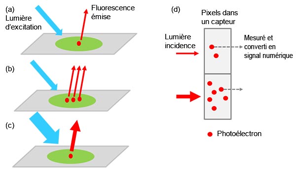 Figure 1 – De l’échantillon au signal numérique : (a) Une molécule cible marquée excitée émet de la lumière fluorescente. L’intensité lumineuse augmente avec le nombre de molécules cibles présentes dans l’échantillon (b) ou lorsqu’on applique une lumière d’excitation plus forte (c). L’intensité du signal est proportionnelle à l’intensité de la lumière incidente (d). 