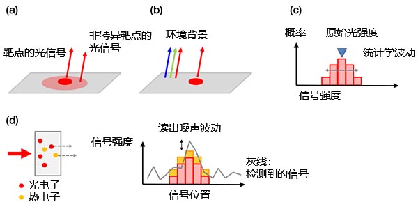 图4 – 背景噪声示例：（a）来自非特异性染色或自发荧光的生物发光背景，（b）载玻片上反射的室内环境光，（c）散粒噪声，（d）包含传感器热电子的相机噪声（左）和读出噪声（右）。可以通过传感器制冷的方式减少热电子。