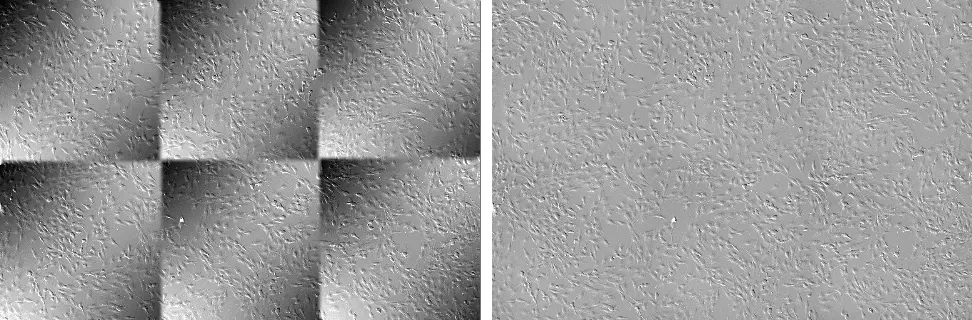 Figure 3. 2x3 stitched DIC image of cultured NIH 3T3 cells without shading correction (left) and with Intelligent Shading Correction (right). Sample courtesy of EnCor Biotechnology Inc.