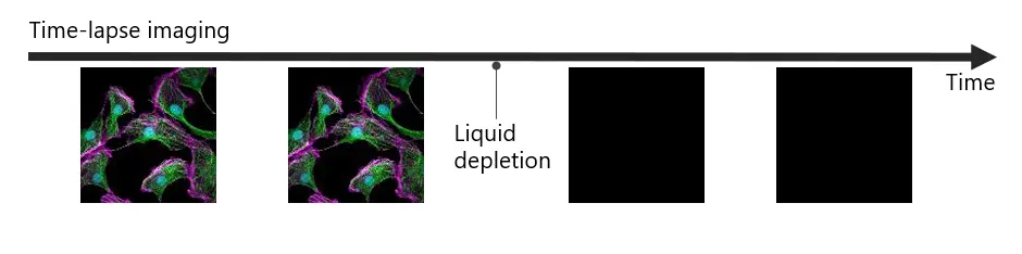 Figure 3. Immersion liquid can run out during time-lapse imaging, leading to data loss.