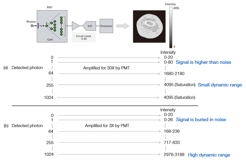 Figure 5. Adjusting a PMT’s gain requires balancing the signal-to-noise ratio and the dynamic range; (a) high gain—the ouput signal can be amplified higher than the noise when detecting one photon but it reduces the dynamic range, and it is easy to get saturated; (b) low gain-the output signal cannot be distinguished from the noise when detecting a few photons. On the other hand, the dynamic range is higher, and it does not get saturated when detecting a large number of photons.