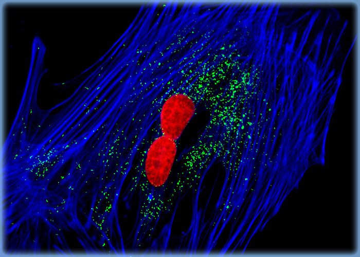 Targeting Filamentous Actin in Mouse Fibroblasts with a Phallotoxin