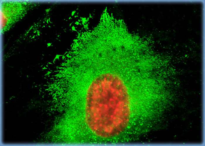 Using Concanavalin A to Probe the Endoplasmic Reticulum Network in Albino Swiss Mouse Embryo Cells