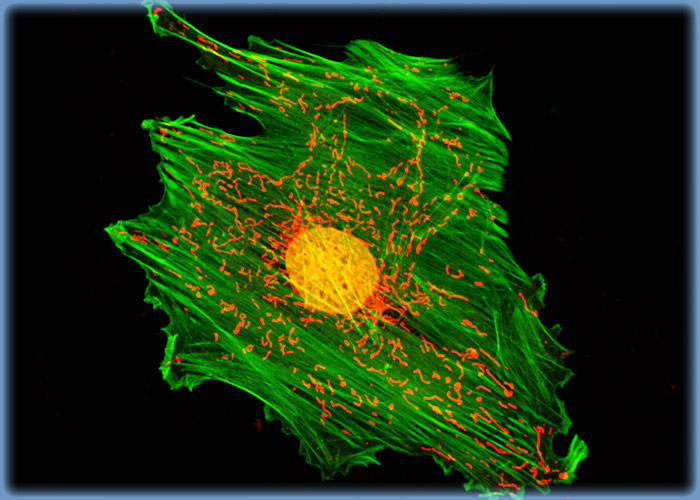 A-10 Cells with MitoTracker Deep Red 633, Alexa Fluor 488, and SYTOX Orange