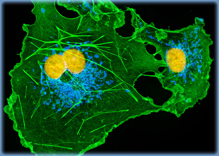 Transformed African Green Monkey Kidney Fibroblast Cells (COS-7 Line)