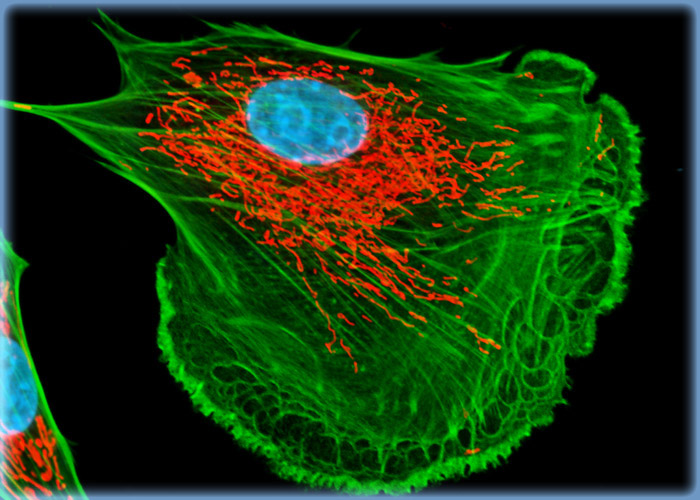 FoLu Cells Labeled for F-Actin with an Alexa Fluor Probe Conjugated to a Phallotoxin