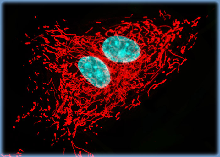 Visualizing the Proximity Between the Nucleus and the Mitochondrial Network in Fox Lung Cell Cultures