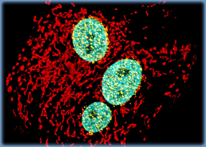 Targeting Nuclear Pore Complexes in Fox Lung Fibroblast Cells with Immunofluorescence