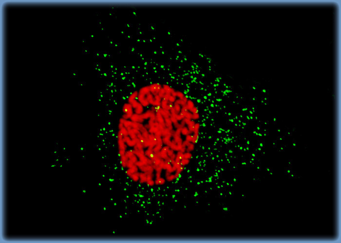 Distribution of Histones and Peroxisomes in Mink Endometrium Epithelial Cells