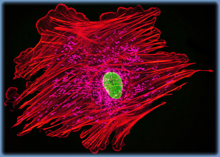 Tahr Ovary Epithelial Cells (HJ1.Ov Line)