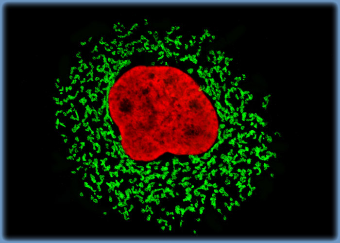 Immunofluorescently Targeting the Golgi Complex and Nuclear Histone Proteins in Sheep Kidney Cells