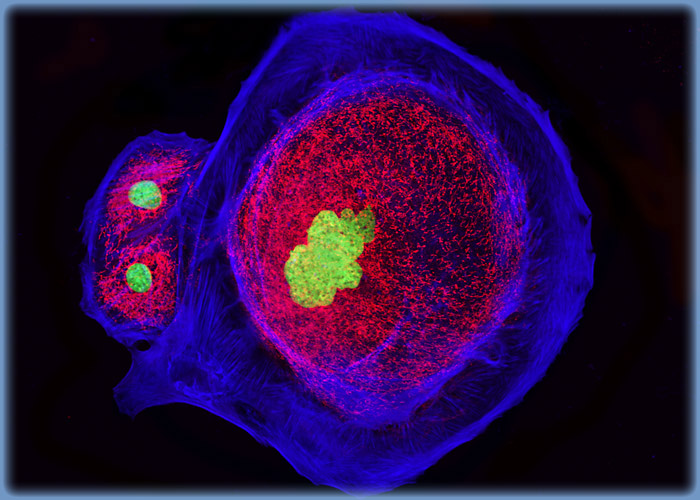 Distribution of F-Actin and Mitochondria in MDOK Cell Cultures