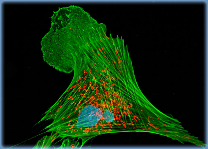 Indian Muntjac Deer Skin Cells Triple Labeled for Mitochondria, Filamentous Actin, and DNA