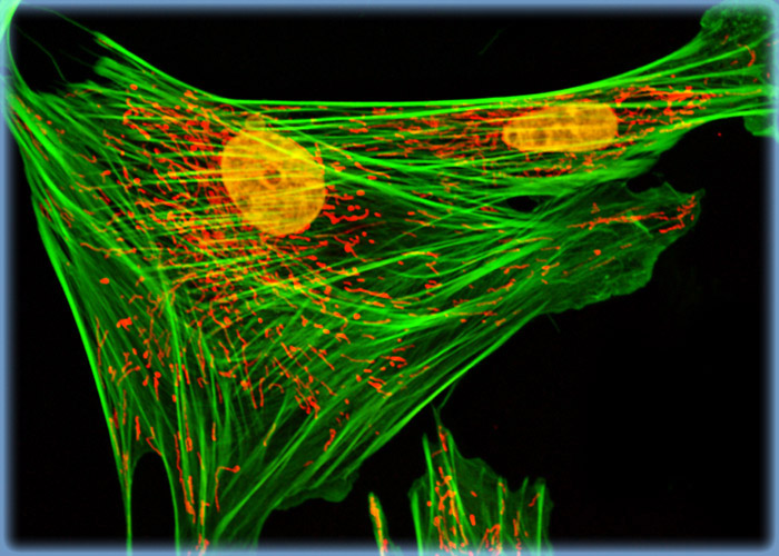 Imaging the Mitochondria Network, Filamentous Actin, and Nuclei in Indian Muntjac Deer Skin Fibroblast Cells