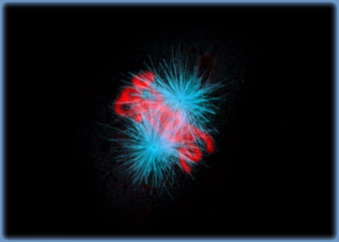 The Metaphase Spindle in Dividing Indian Muntjac Cells