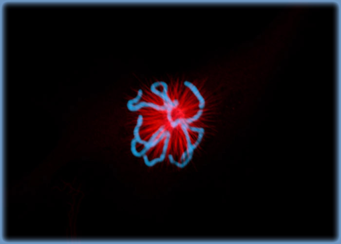 The Mitotic Apparatus in Dividing Indian Muntjac Deer Skin Cells