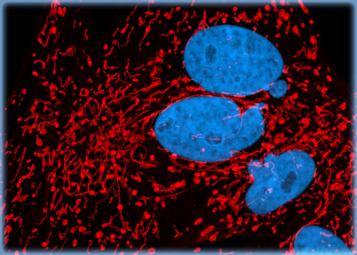 Targeting the Mitochondria Network and Nuclear DNA in Indian Muntjac Deer Skin Fibroblasts