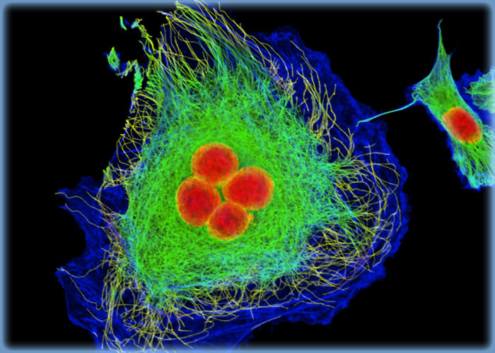 Rabbit Kidney Epithelial Cells (RK13 Line)