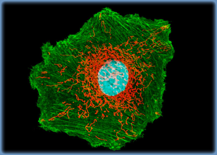 U-118 MG Cells Triple Labeled with Alexa Fluor 488, MitoTracker Deep Red 633, and DRAQ5