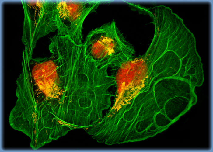 Human Bone Osteosarcoma Cells (U-2 OS Line)